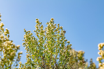 Baccharis pilularis, coyote brush (or bush), chaparral broom, and bush baccharis. Malibu Creek State Park, Santa Monica Mountains National Recreation Area. Los Angeles County, California
