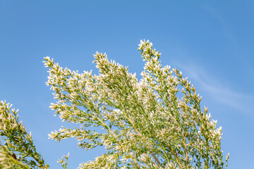 Baccharis pilularis, coyote brush (or bush), chaparral broom, and bush baccharis. Malibu Creek State Park, Santa Monica Mountains National Recreation Area. Los Angeles County, California
