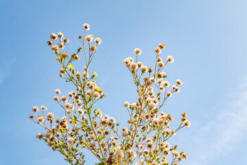 Heterotheca grandiflora is a species of flowering plant in the family Asteraceae. silk-grass goldenaster or telegraphweed. Malibu Creek State Park, Santa Monica Mountains National Recreation Area. 