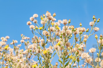 Heterotheca grandiflora is a species of flowering plant in the family Asteraceae. silk-grass goldenaster or telegraphweed. Malibu Creek State Park, Santa Monica Mountains National Recreation Area. 