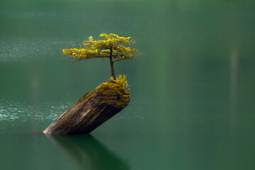 Fairy tree growing from the stump in the middle of the lake.