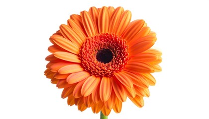 Radiant Orange Gerbera Daisy Blossom on White Background.