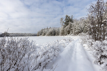 First big snowfall in November in forest around a lake in Muskoka