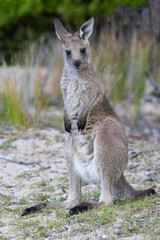 Eastern Grey Kangaroo Joey standing tall