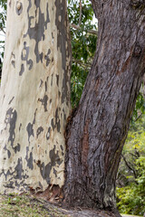 Australian Spotted Gum and Stringybark Gum Trees side by side