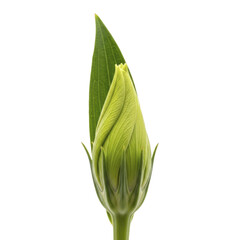 Unopened green plant bud with fresh leaf on a transparent background PNG image