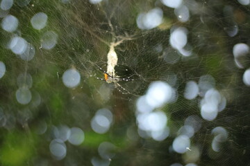 Argiope aemula spider on the web