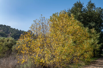  Juglans californica, California black walnut, California walnut, Southern California black walnut. Malibu Creek State Park, Santa Monica Mountains National Recreation Area. Los Angeles County