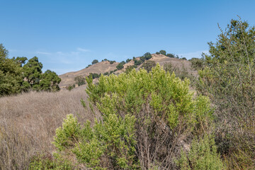 Baccharis pilularis, coyote brush (or bush), chaparral broom, and bush baccharis. Malibu Creek State Park, Santa Monica Mountains National Recreation Area. Los Angeles County, California