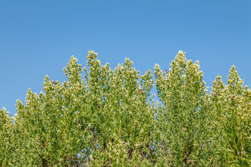 Baccharis pilularis, coyote brush (or bush), chaparral broom, and bush baccharis. Malibu Creek State Park, Santa Monica Mountains National Recreation Area. Los Angeles County, California