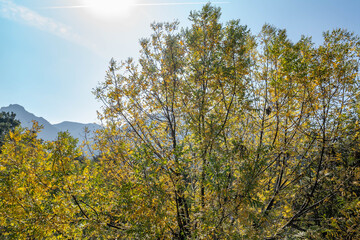 Juglans californica, California black walnut, California walnut, Southern California black walnut. Malibu Creek State Park, Santa Monica Mountains National Recreation Area. Los Angeles County