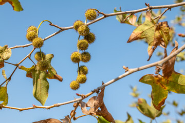 Platanus racemosa is a species of plane tree. California sycamore, western sycamore, California plane tree. Malibu Creek State Park, Santa Monica Mountains National Recreation Area. Los Angeles County