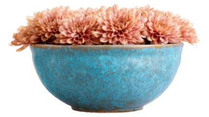 Peach colored chrysanthemum flowers filling a rustic turquoise ceramic bowl, floral design on transparent background