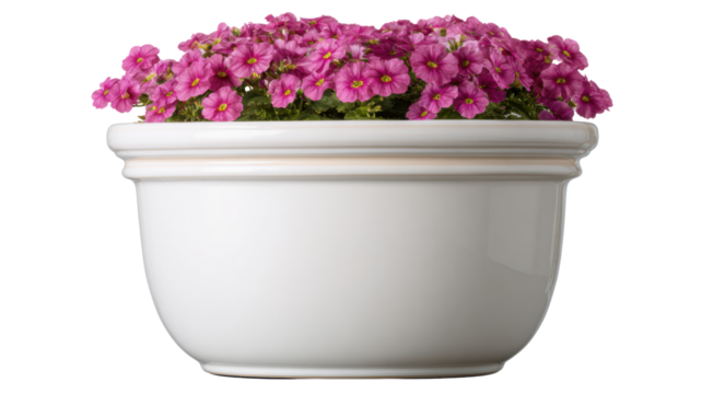 Group of small pink flowers with green foliage planted inside a clean white ceramic pot, isolated on a transparent background