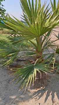 A young, robust fan palm with upright, dark green fronds and sharp thorns, growing in sandy soil. A drip irrigation system is visible, and dry fronds are at the base, suggesting a developing farm.