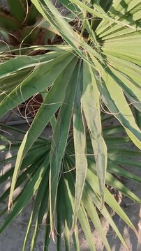 A young, robust fan palm with upright, dark green fronds and sharp thorns, growing in sandy soil. A drip irrigation system is visible, and dry fronds are at the base, suggesting a developing farm.