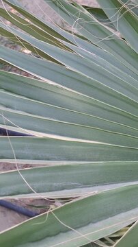 A young, robust fan palm with upright, dark green fronds and sharp thorns, growing in sandy soil. A drip irrigation system is visible, and dry fronds are at the base, suggesting a developing farm.