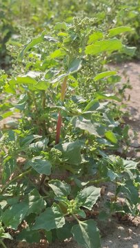 A detailed close-up shot capturing a healthy specimen of Lamb's Quarters (Chenopodium album), also commonly known as White Goosefoot. This herbaceous wild plant is prominent as a common weed thriving 