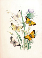 Beautiful nature scene with four vibrant butterflies and green caterpillars resting on meadow plants