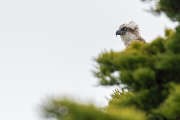 Osprey (Pandion haliaetus), Augusta, Western Australia. 