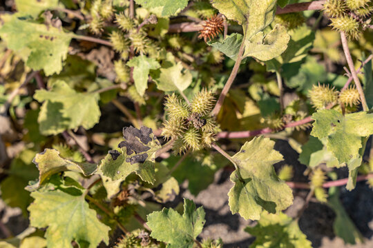 Xanthium orientale is a species of annual plant of the daisy family Asteraceae.  Malibu Creek State Park, Santa Monica Mountains National Recreation Area. Los Angeles County, California
