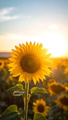 Sunflower at sunset