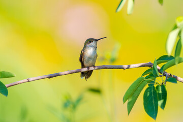 A cute little hummingbird taking a rest in between feedings on a shady branch in the garden.