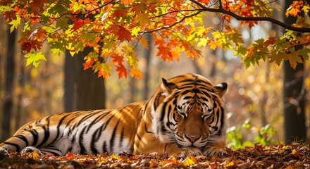 Majestic Tiger Resting Amidst Vibrant Autumn Forest Foliage.