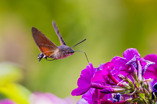 Hummingbird Hawk-Moth (Macroglossum stellatarum) with long proboscis hovering and flying in front of blooming garden flower, Hesse, Germany