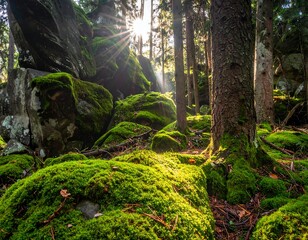 Sunlight filters through forest trees, moss-covered rocks in lush greenery