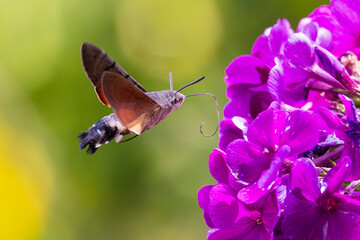Hummingbird Hawk-Moth (Macroglossum stellatarum) with long proboscis hovering and flying in front of blooming garden flower, Hesse, Germany