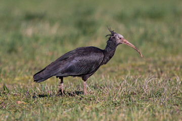 Bald Ibis (Geronticus eremita) adult foraging in grassland, Baden-Wuerttemberg, Germany