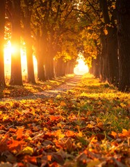 Sunlight filters through trees of orange and gold