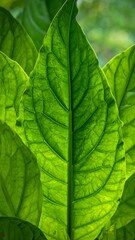 Sunlight illuminates a large, green leaf revealing its veins