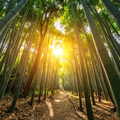 Sunlight path through bamboo forest