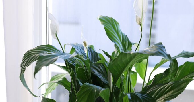 Beautiful spathiphyllum (peace lily) houseplant with flowers near window indoors, closeup