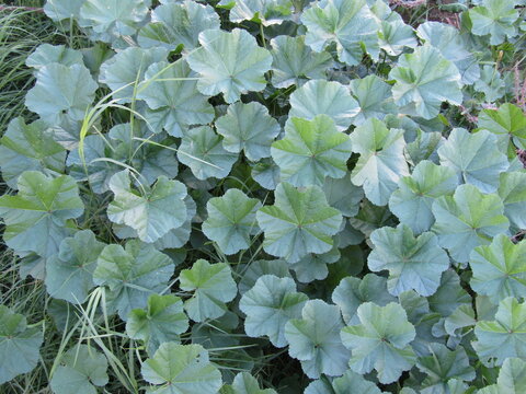 Weeds