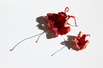 It is a red maple leaf placed on a white background.