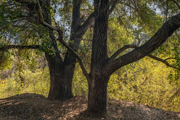 Obraz premium Quercus agrifolia, the California live oak, or coast live oak, is an evergreen live oak. Malibu Creek State Park, Santa Monica Mountains National Recreation Area. Los Angeles County, California