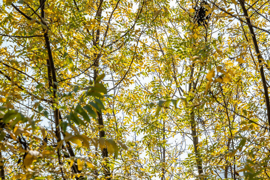 Juglans californica, California black walnut, California walnut, Southern California black walnut. Malibu Creek State Park, Santa Monica Mountains National Recreation Area. Los Angeles County - Powered by Adobe