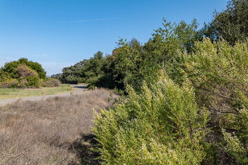 Baccharis pilularis, coyote brush (or bush), chaparral broom, and bush baccharis. Malibu Creek State Park, Santa Monica Mountains National Recreation Area. Los Angeles County, California