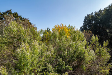 Baccharis pilularis, coyote brush (or bush), chaparral broom, and bush baccharis. Malibu Creek State Park, Santa Monica Mountains National Recreation Area. Los Angeles County, California