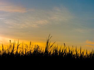 Sunset view over a field with silhouettes of grass and plants near a warm summer horizon