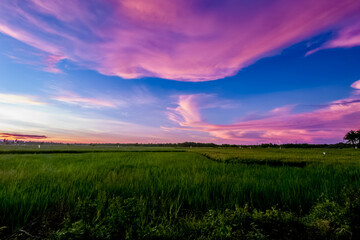 Vibrant sunset sky over a lush green rice field in rural landscape during evening hours