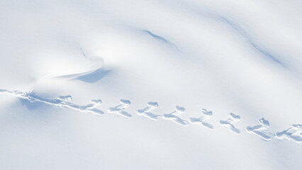 Bird Footprints in Deep Snow, Aerial View