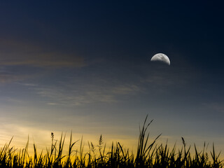Moonrise over tall grass at dusk in a calm landscape