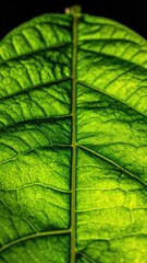 Close-up, bright green leaf veins & stem