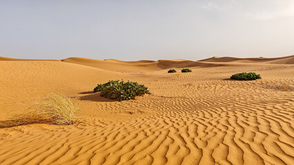 Golden Sahara Desert Sand Dunes with Arid Shrubs and Ripple Patterns in the Foreground Under a Clear Sky background