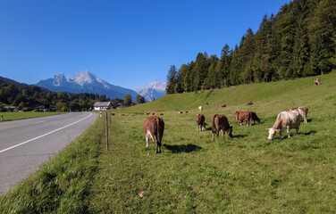 Alpine pasture with brown and white grazing cows near a rural road, set against a stunning background of majestic mountain peaks under a clear blue sky in Austria