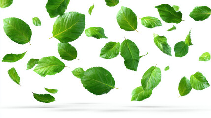 Fresh green leaf floating composition with realistic single leaves in motion creating airy natural pattern and gentle uplifting mood